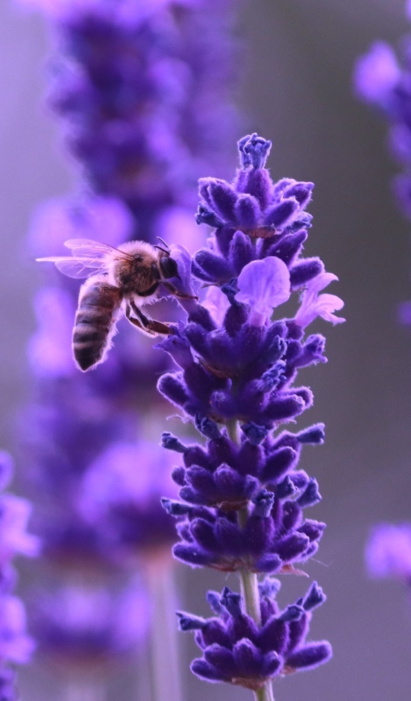 Ароматные фиолетовые цветы полевой лаванды