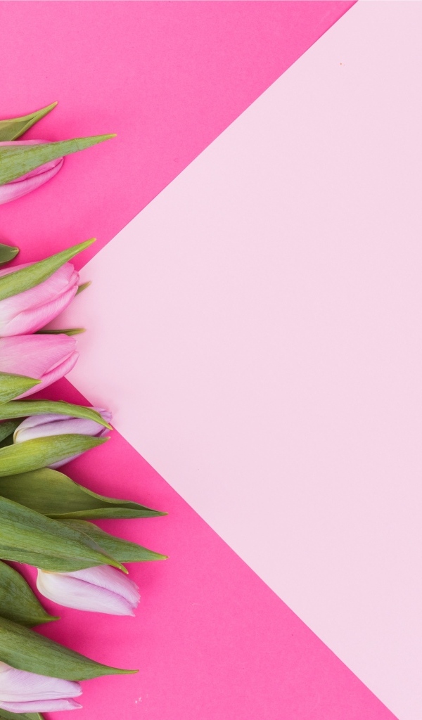 Свежие тюльпаны на нежном розовом фоне