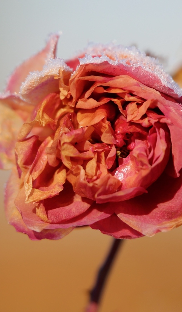 Замерзшая покрытая снегом роза крупным планом