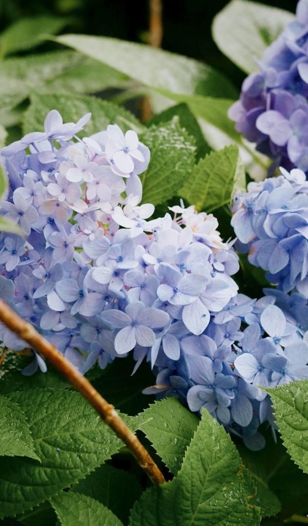 Садовая гортензия в зеленых листьях