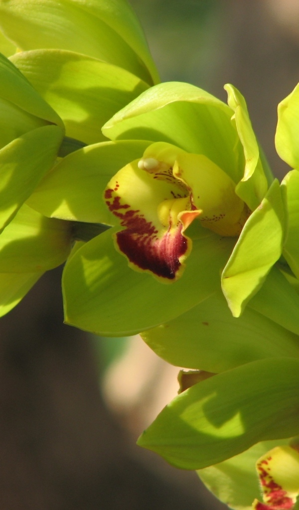 Зеленые цветы орхидеи крупным планом