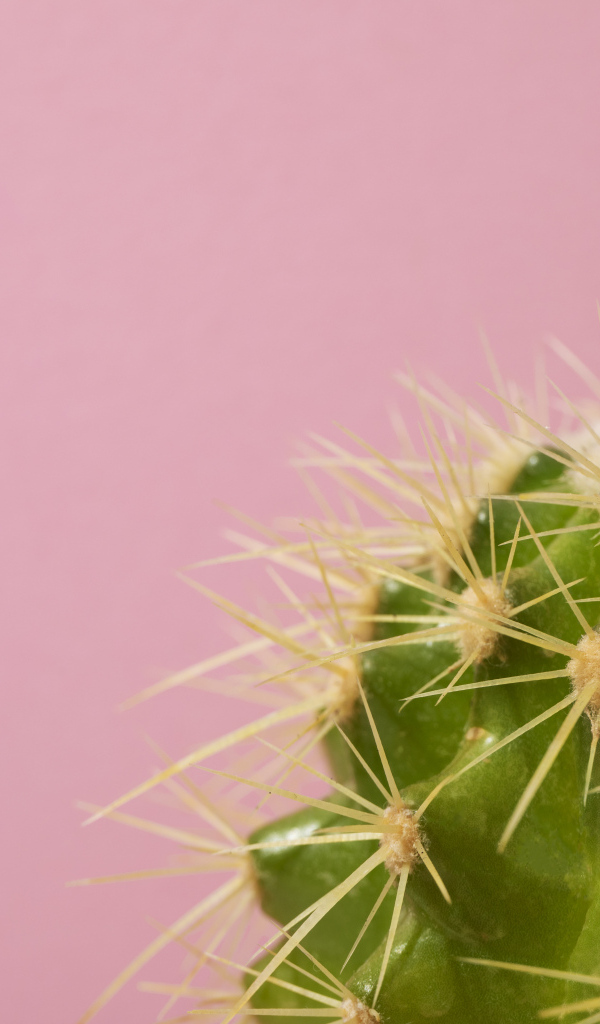 Зеленый колючий кактус на розовом фоне