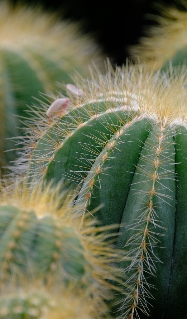 Зеленые колючие кактусы в горшке