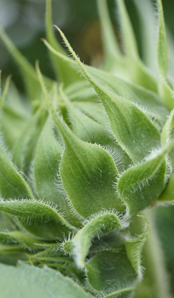 Зеленый нераспустившийся бутон подсолнуха