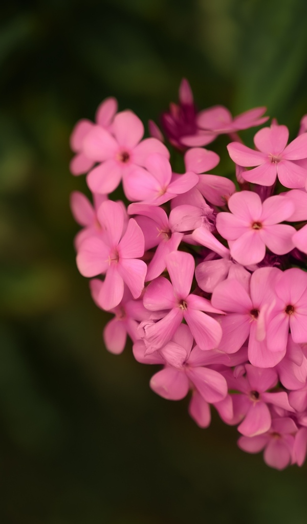 Сердце из розовых цветов флокса