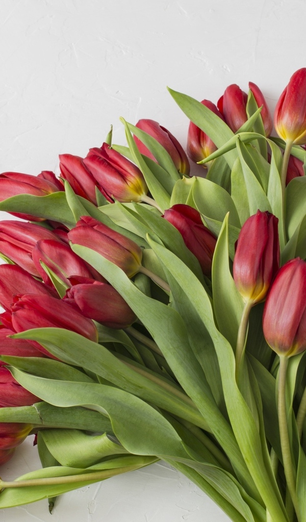 Большой букет свежих красных тюльпанов на сером фоне