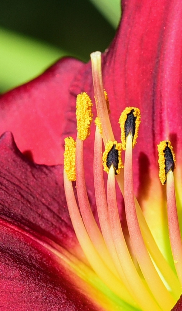 Большие бордовые лепестки лилейника