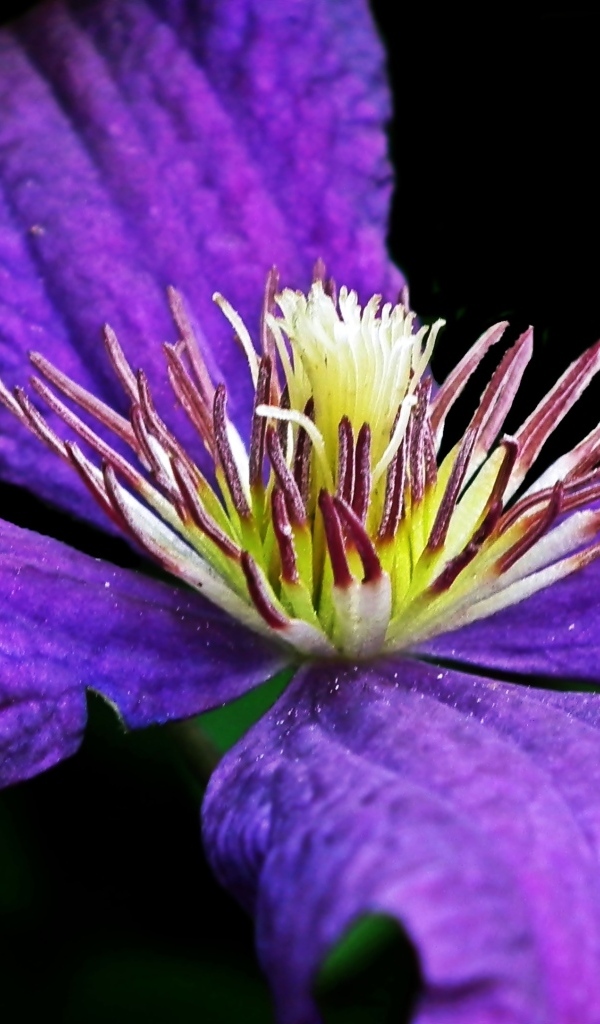 Крупный цветок клематиса на черном фоне