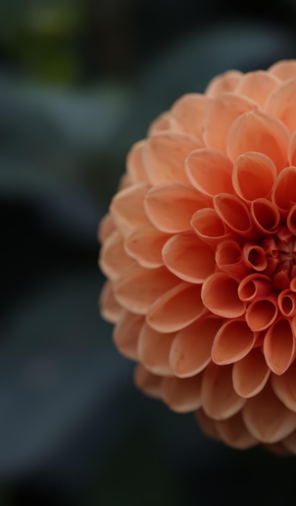 Большой оранжевый цветок георгина крупным планом