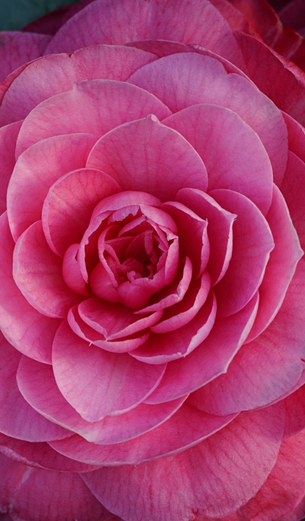 Большой розовый цветок камелия крупным планом