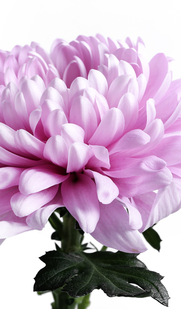 Крупный розовый цветок хризантемы на белом фоне