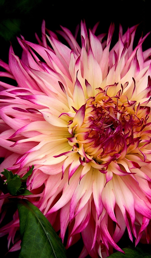 Крупная розовая георгина на клумбе