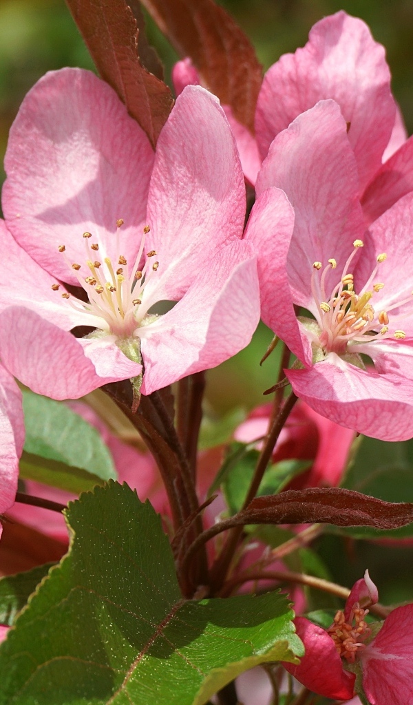 Крупные розовые цветы на ветке