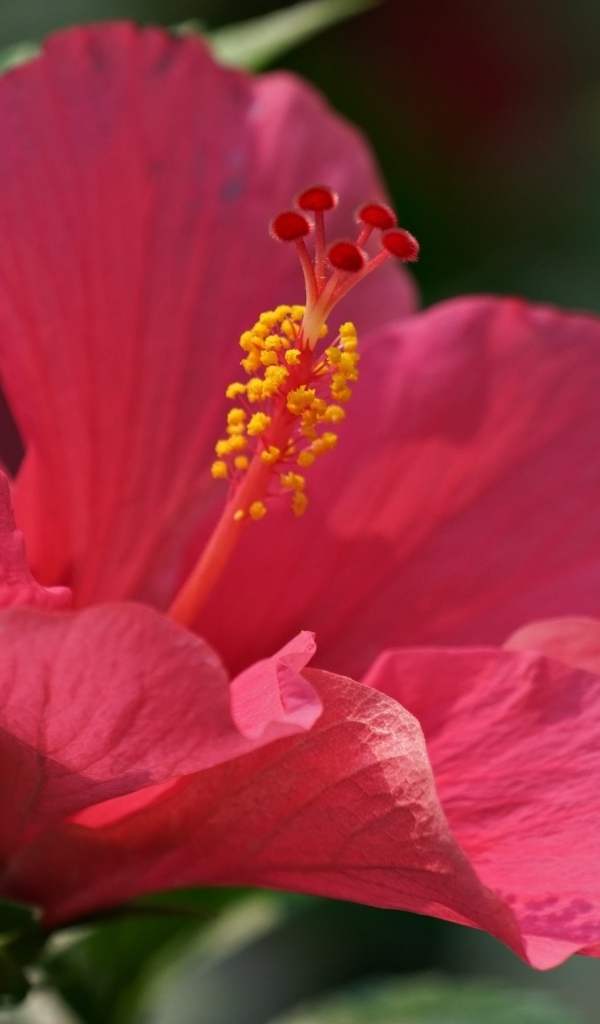 Большой розовый гибискус крупным планом