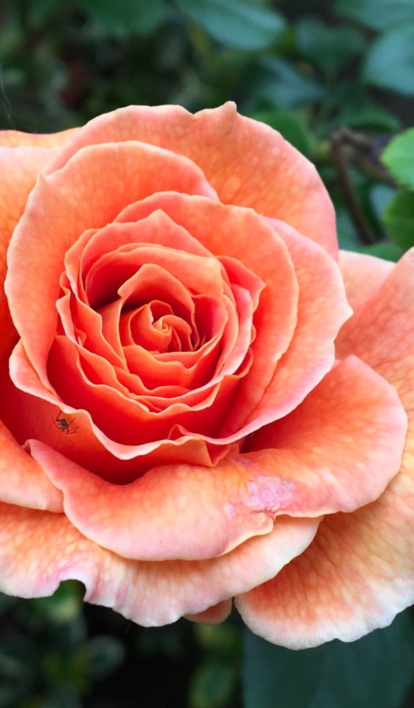 Большая розовая роза на клумбе