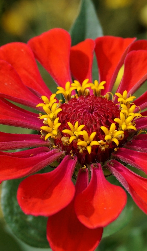 Большой красный цветок цинния