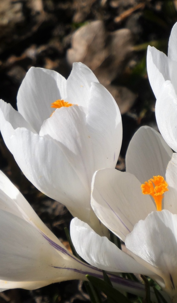 Крупные белые крокусы весной на клумбе