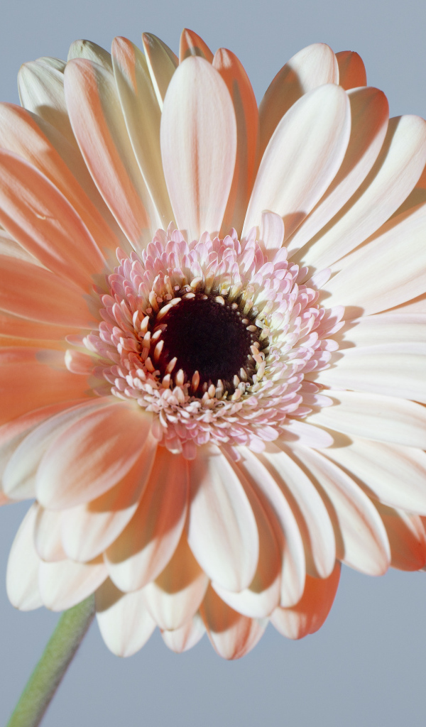 Крупная белая гербера на сером фоне