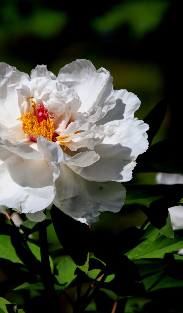 Большой белый пион крупным планом
