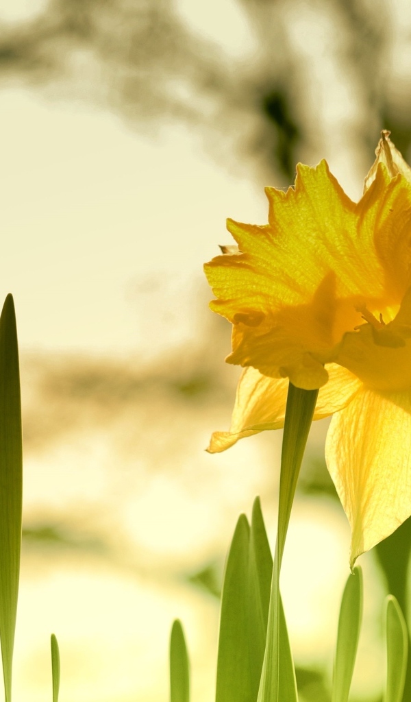 Крупный желтый цветок нарцисса