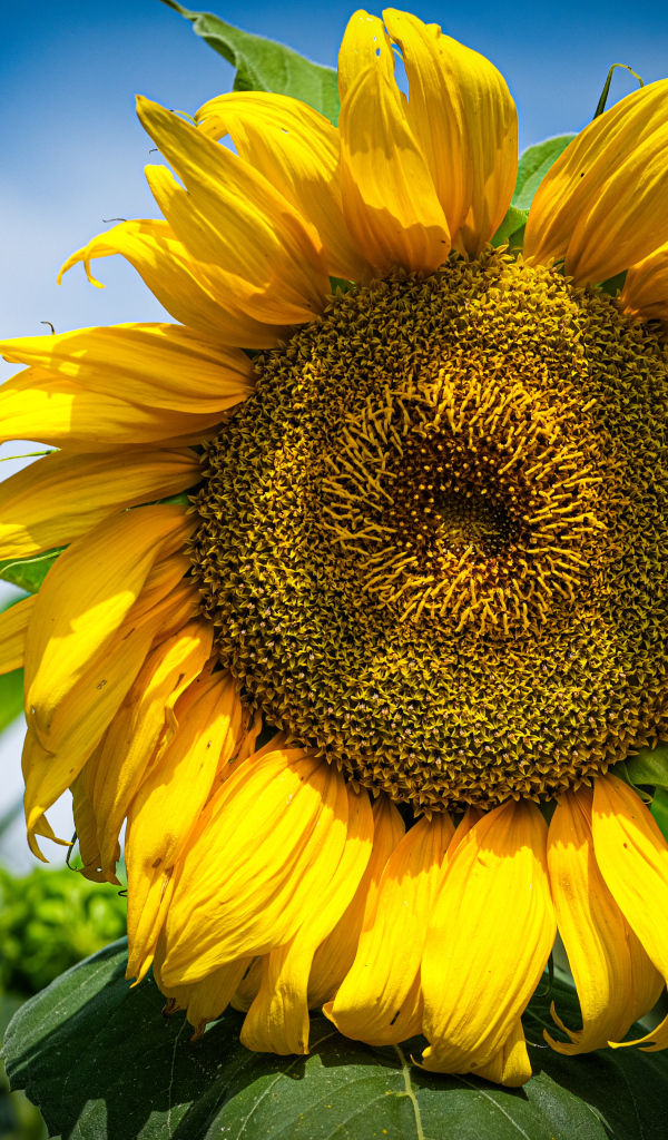 Большой желтый подсолнух на фоне голубого неба
