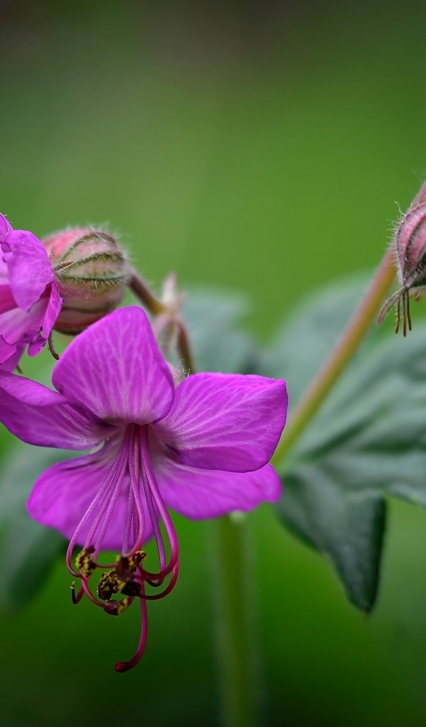 Сиреневые садовые цветы на зеленом фоне