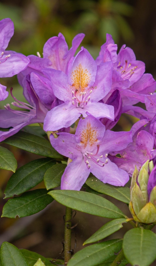 Сиреневые цветы рододендрона крупным планом