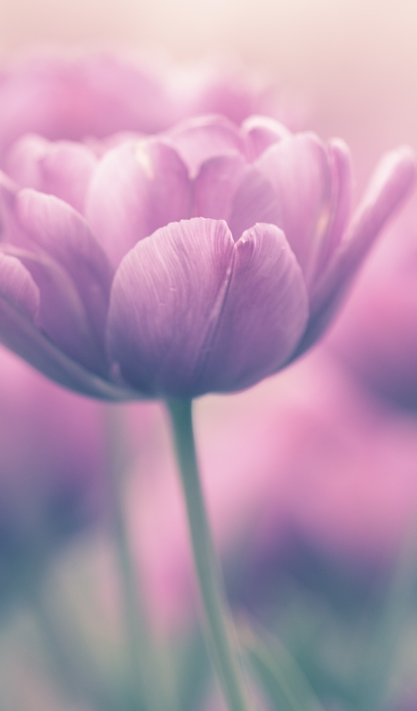 Сиреневый тюльпан крупным планом