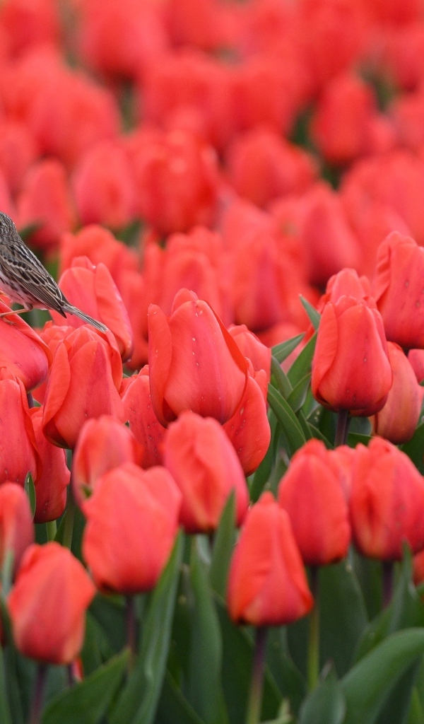 Маленькие птички сидят на красных тюльпанах