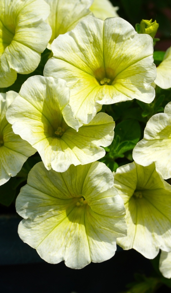 Много садовых цветок петунии