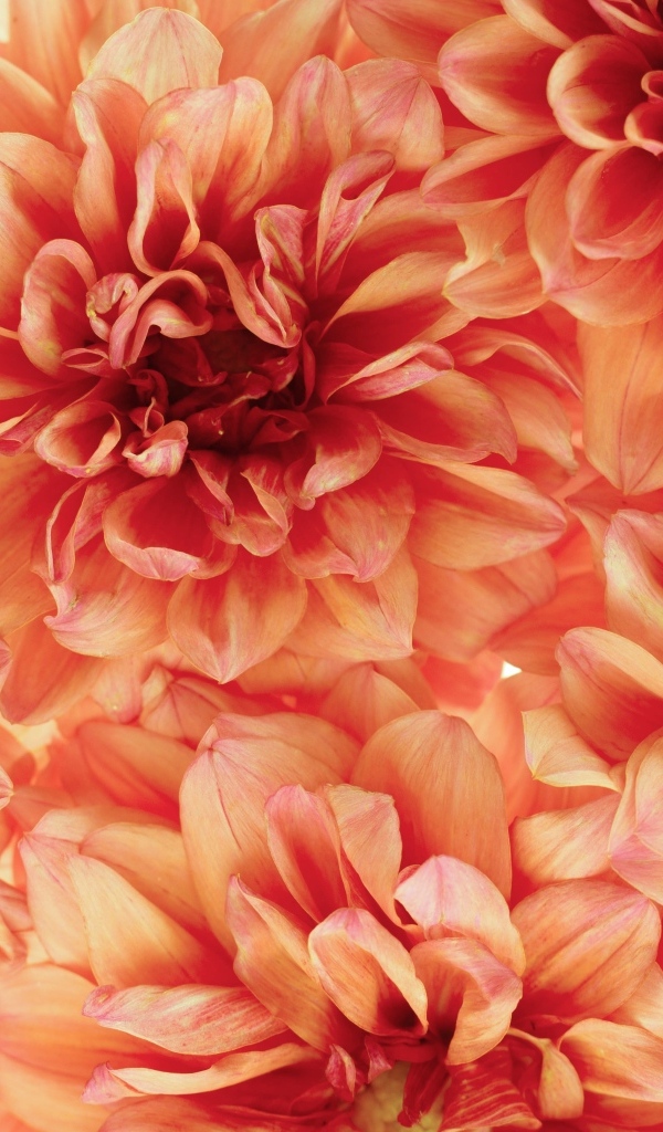 Много оранжевых георгин крупным планом