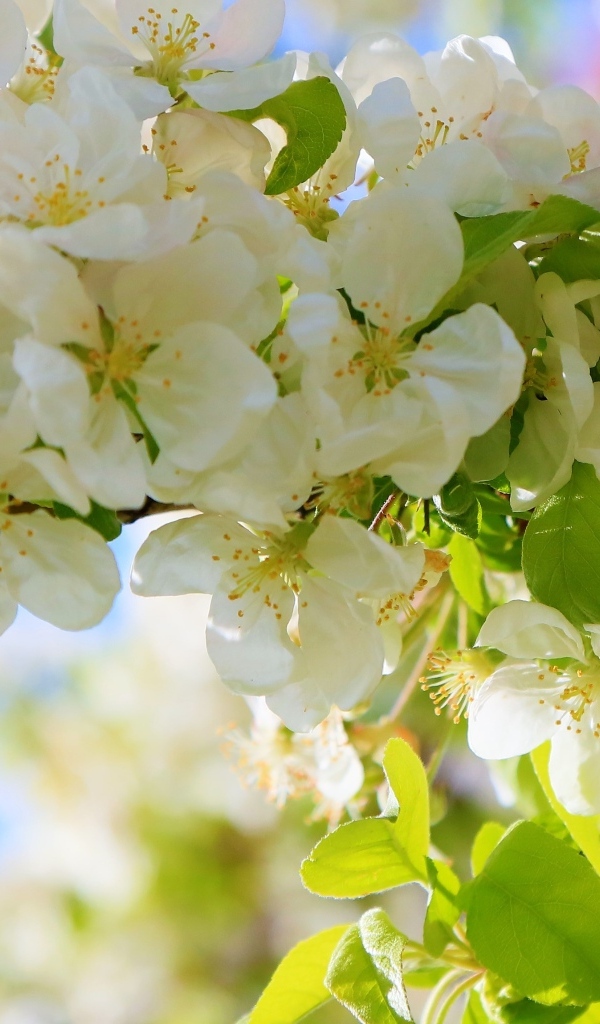 Пышная цветущая ветка яблони