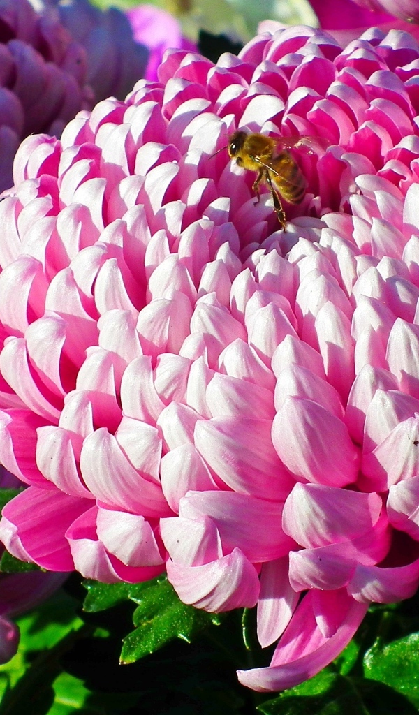 Пышные крупные розовые цветы хризантемы