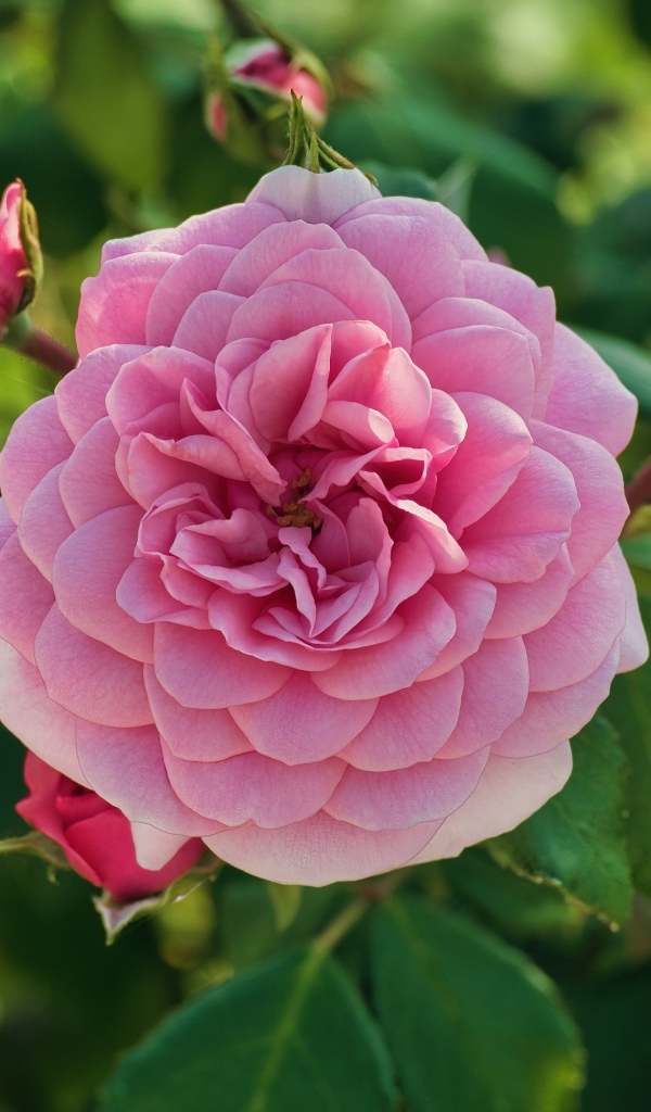 Пышная розовая роза с бутонами на клумбе