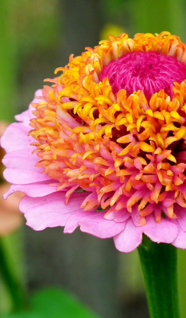 Пышный розовый цветок циннии 