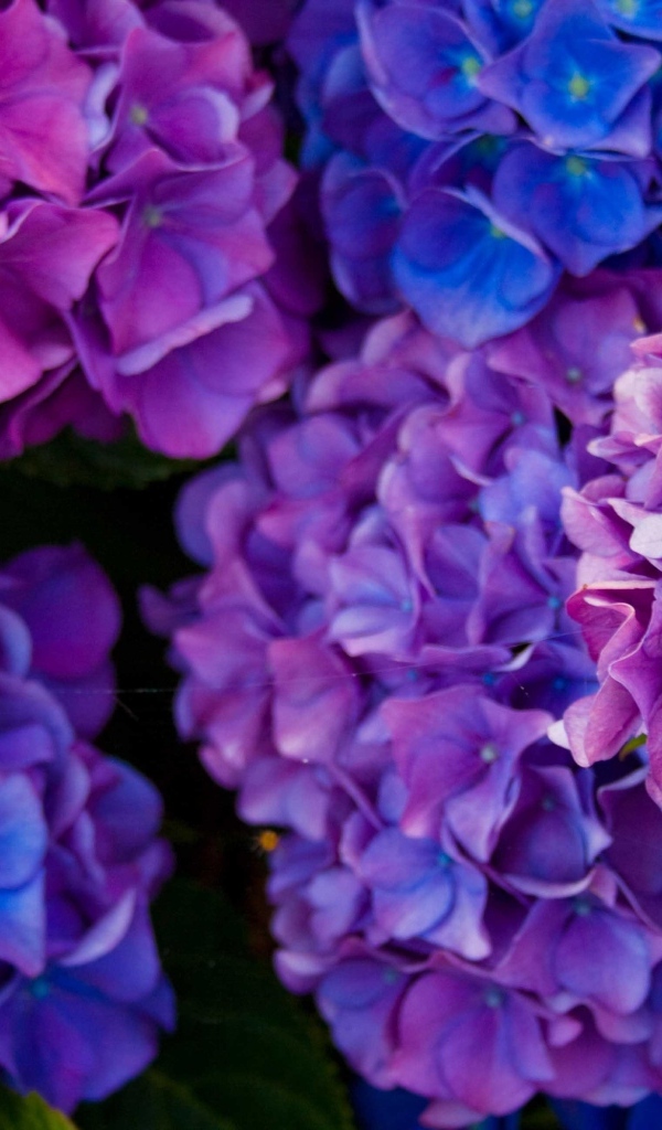 Пышные фиолетовые  цветы гортензии