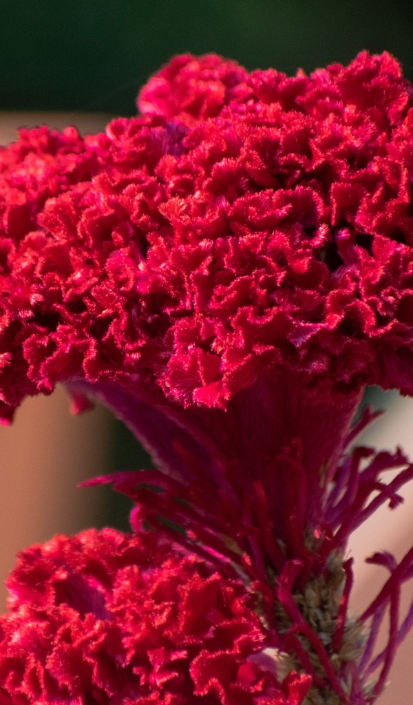 Пышный красный цветок крупным планом