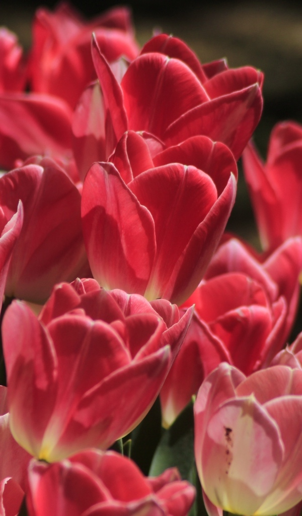 Много ярких розовых тюльпанов крупным планом