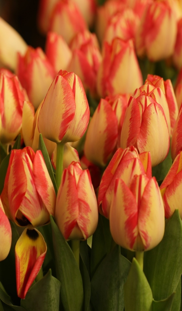 Много оранжевых тюльпанов крупным планом