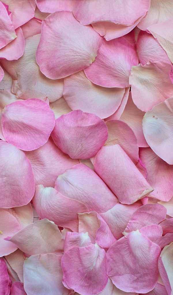 Много сорванных розовых лепестков розы