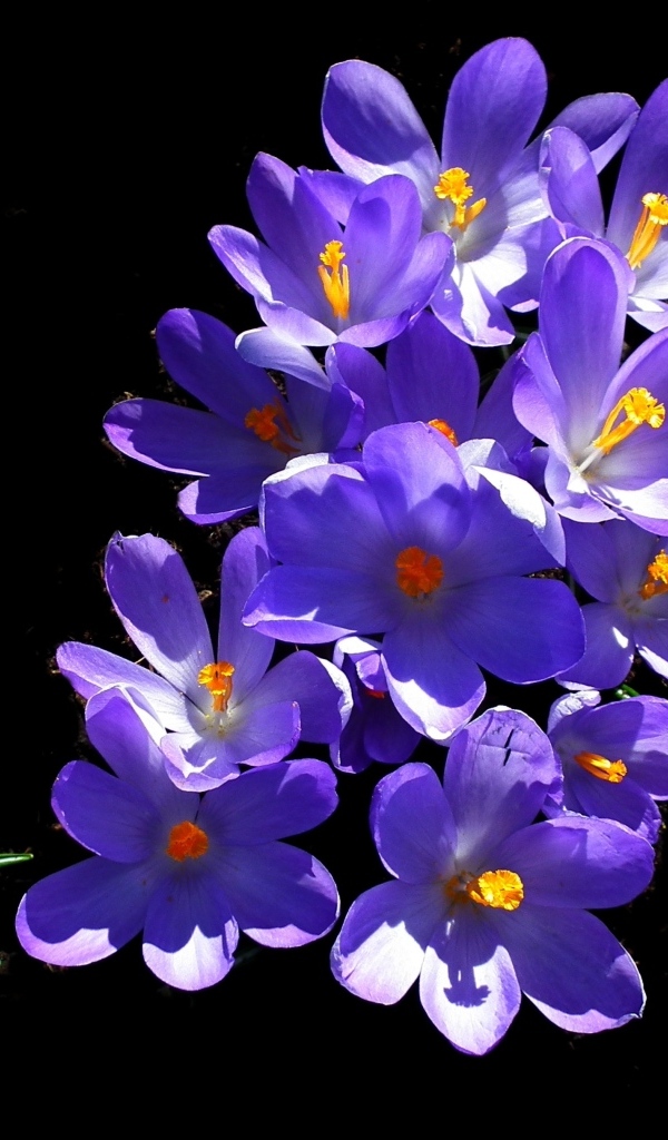 Много фиолетовых крокусов на черном фоне