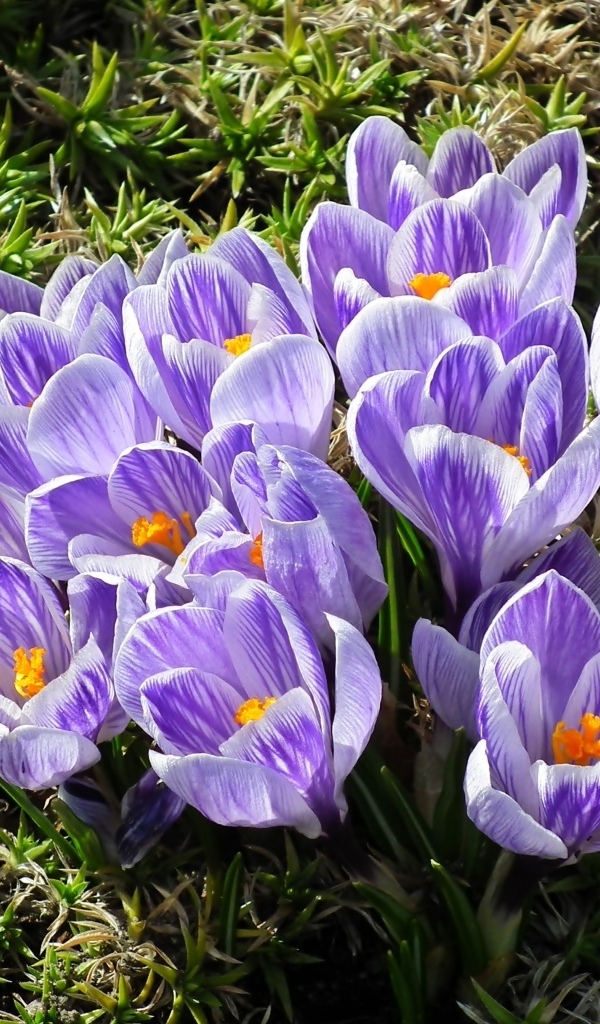 Много маленький ярких фиолетовых цветов крокуса