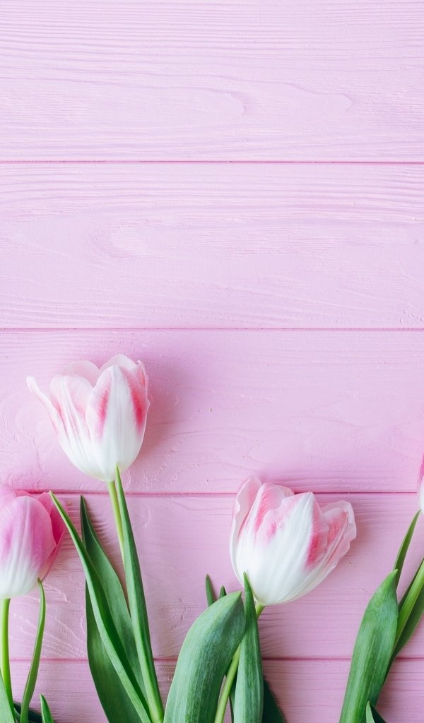 Много тюльпанов на розовом фоне