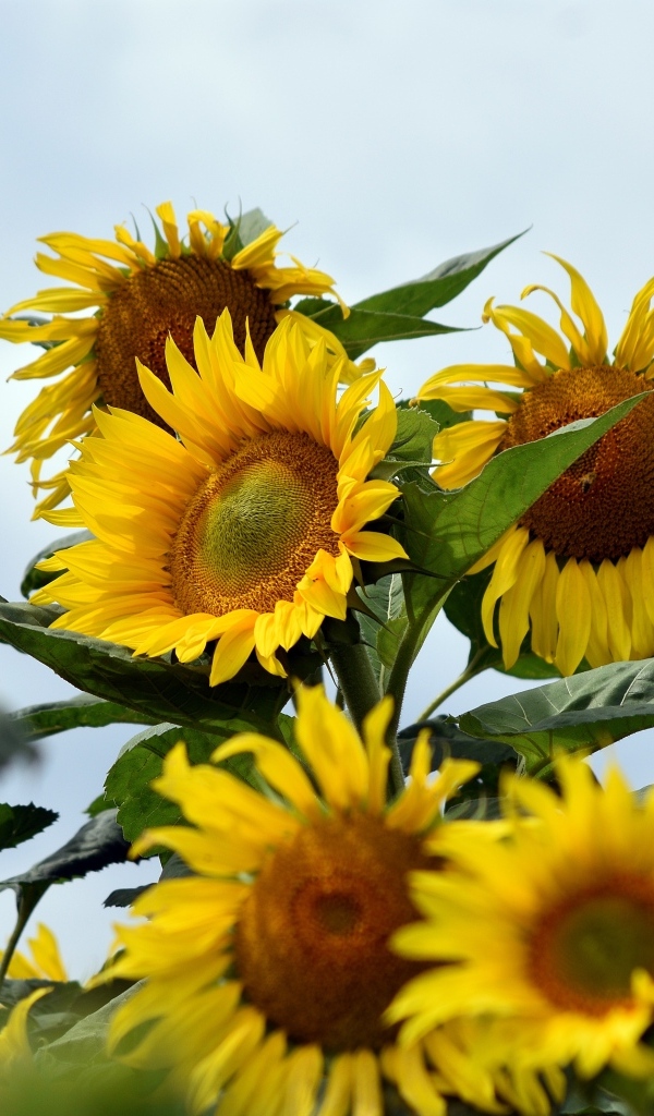 Много желтых подсолнухов на поле летом