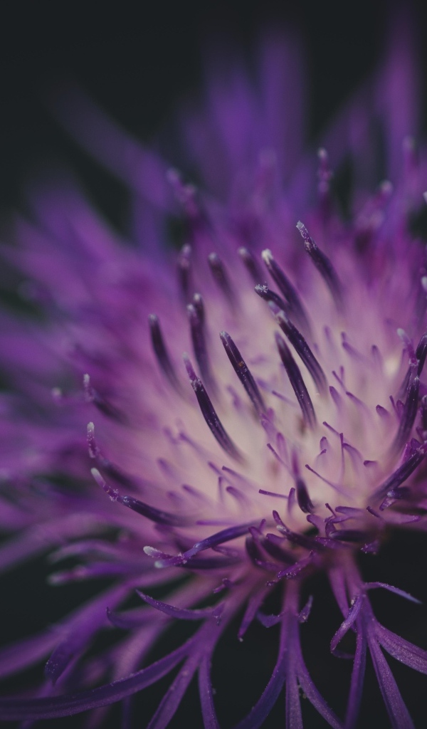 Середина фиолетового цветка на черном фоне