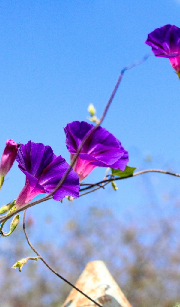 Цветы ипомея на фоне голубого неба