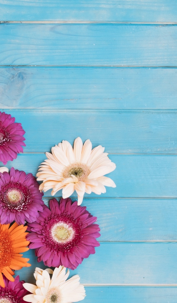 Разноцветные герберы на голубом фоне