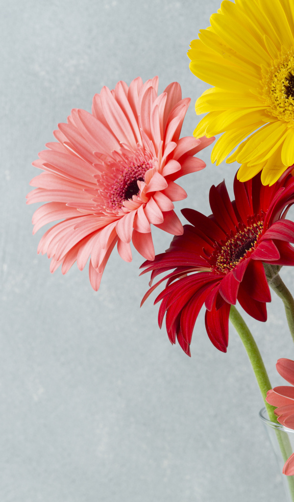 Разноцветные герберы на сером фоне крупным планом