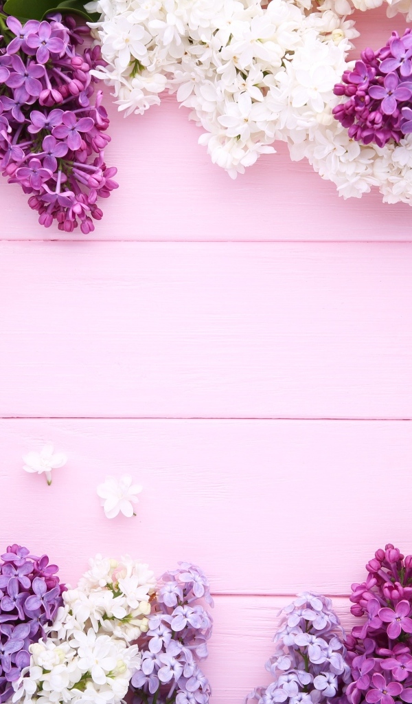 Разноцветные цветы сирени на розовом фоне