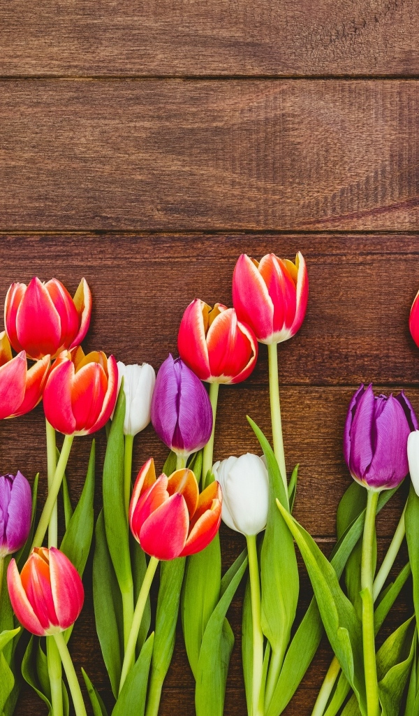 Разноцветные тюльпаны на деревянном фоне